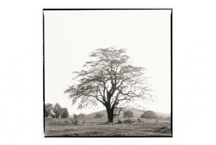 "Tree behind Nandigaddi" Gelatin silver print, Edition of 25, Paper size: 50 x 60 cms, Also available in 40 x 50 cms & 76 x 100 cms