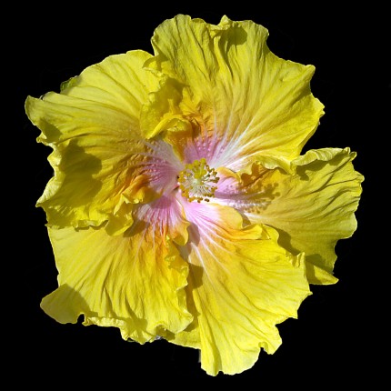 “Big Yellow” Hybred Hibiscus I grew from a seed. It took two years from seed to first bloom.