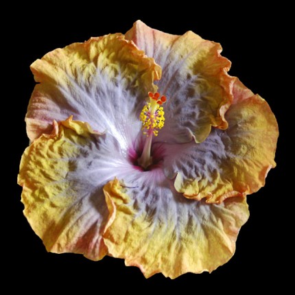 “New Flower II”