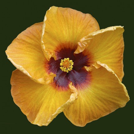 “Orange Beauty”