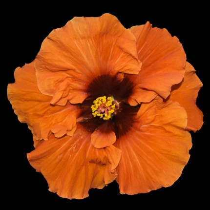 “Orange Crush”