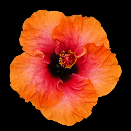 “Orange Freeze”