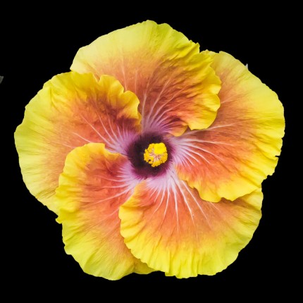 “Pinwheel”