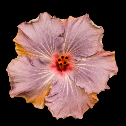 “Purple Passion”
