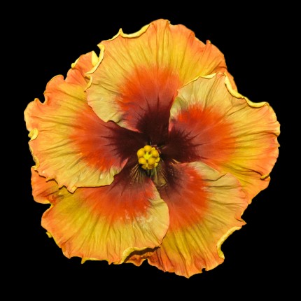 “Red and Orange”