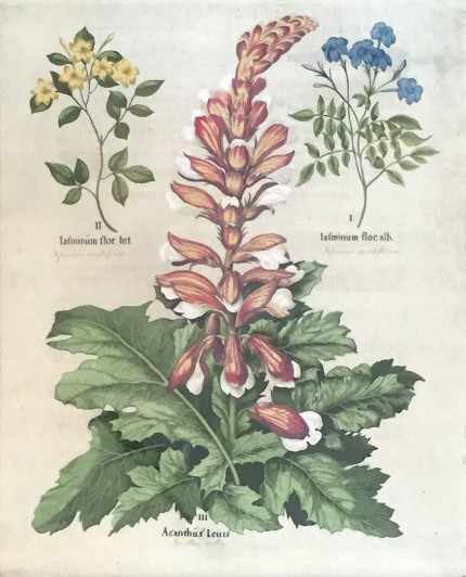 Botanical Prints from Hortus Eystettensis (The Garden of Eichstätt) Hand Coloured Copperplate Engravings, 18.5 x 15.5 inches, 29 x 25 inches, Framed