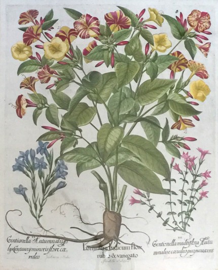 Botanical Prints from Hortus Eystettensis (The Garden of Eichstätt) Hand Coloured Copperplate Engravings, 18.5 x 15.5 inches, 29 x 25 inches, Framed