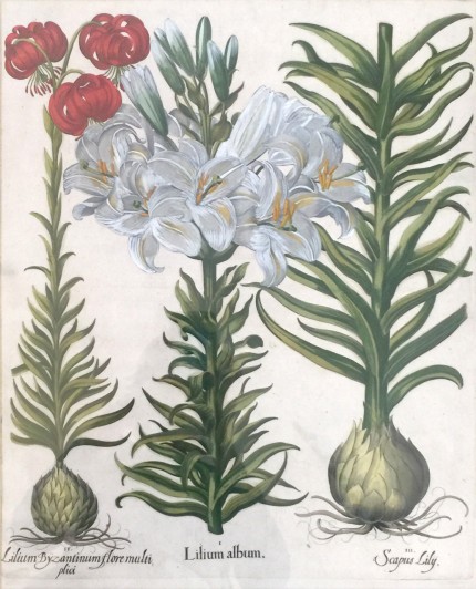 Botanical Prints from Hortus Eystettensis (The Garden of Eichstätt) Hand Coloured Copperplate Engravings, 18.5 x 15.5 inches, 29 x 25 inches, Framed