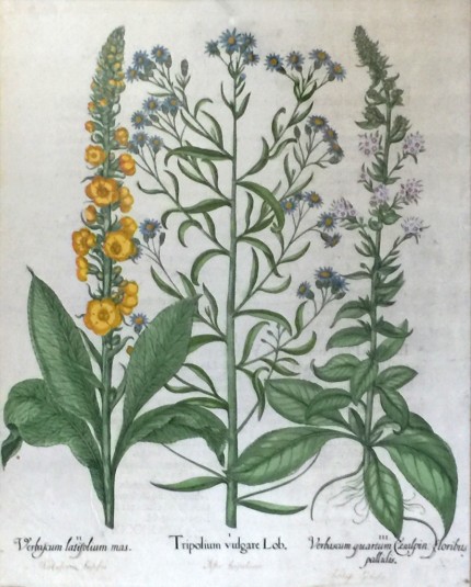 Botanical Prints from Hortus Eystettensis (The Garden of Eichstätt) Hand Coloured Copperplate Engravings, 18.5 x 15.5 inches, 29 x 25 inches, Framed