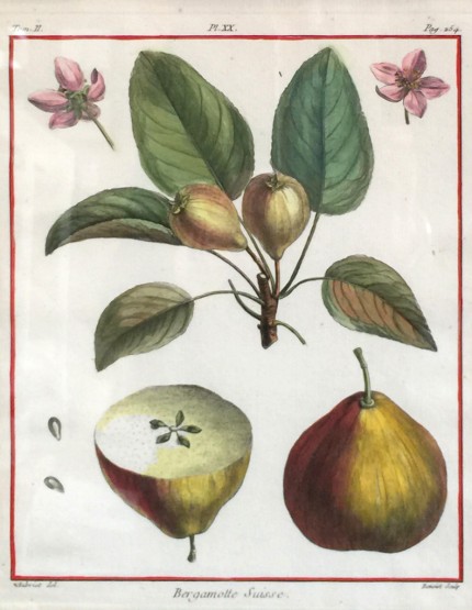 Antique Botanicals, 1768, Original Hand Coloured Copperplate Engravings, Publication: Traité des Arbres Fruitiers (Paris 1768), 10 x 8 inches, 18 x 16 inches, Matted & Framed