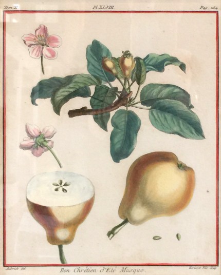 Antique Botanicals, 1768, Original Hand Coloured Copperplate Engravings, Publication: Traité des Arbres Fruitiers (Paris 1768), 10 x 8 inches, 18 x 16 inches, Matted & Framed