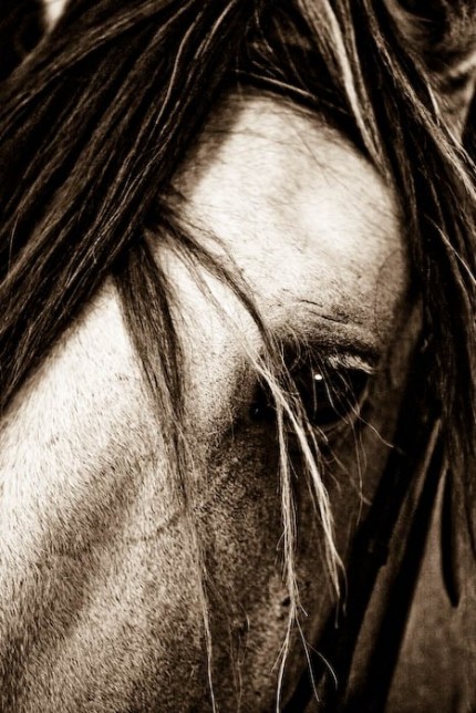 “Windows to the Soul IX” 48 x 32 inches, Digital Print on Paper with Aluminum Backing | Custom Sizes Available Upon Request