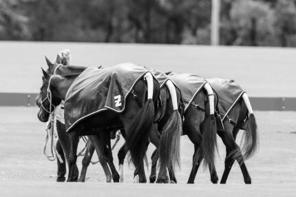 “Polo Limited Edition 017” Fine art glossy photo paper, Edition of 10, 13.33 x 20 inches, Paper: 17.33 x 24 inches