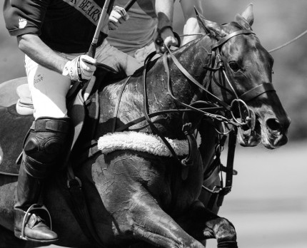 “Polo Limited Edition 023” Fine art glossy photo paper, Edition of 10, 16.22 x 20 inches, Paper: 20.22 x 24 inches