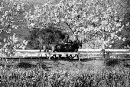“Polo Limited Edition 024” Fine art glossy photo paper, Edition of 10, 13.33 x 20 inches, Paper: 17.33 x 24 inches