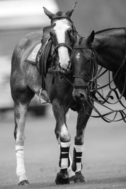 “Polo Limited Edition 039” Fine art glossy photo paper, Edition of 10, 20 x 13.33 inches, Paper: 24 x 17.33 inches
