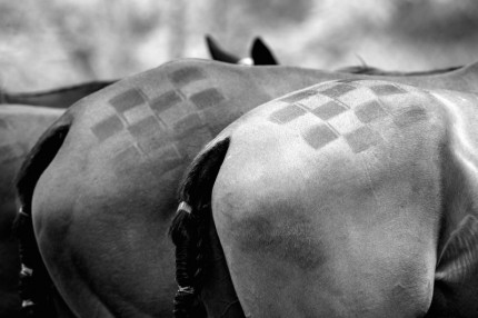 “Polo Limited Edition 045” Fine art glossy photo paper, Edition of 10, 13.33 x 20 inches, Paper: 17.33 x 24 inches
