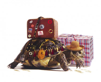 Casbah Turtles 1