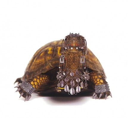 Casbah Turtles 2