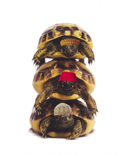 Casbah Turtles 3
