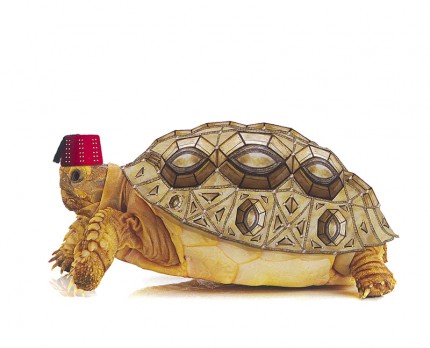 Casbah Turtles 4