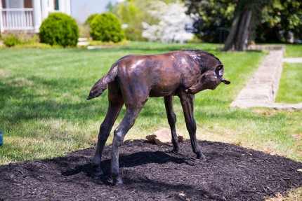 “Darn that Itch” 2014, Lifesize Thoroughbred Foal, Bronze, Edition 2/5, 31.5 x 36 x 23 inches | Gift of Jacqueline B. Mars, 2013, at the National Sporting Museum and Library in Middleburg, VA